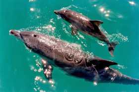Mother and baby dolphin, Monkey Mia, WA