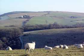The view east from atop Wolstonbury and the resident sheep towards Ditchling Beacon and the Jack and Jill windmills