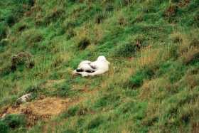 Royal Albatross chick