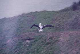 Royal Albatross chick