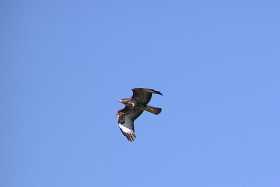 A buzzard flies high above the Pembrokeshire coast