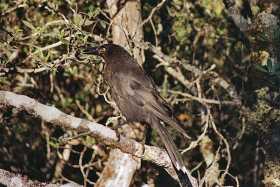 The endemic black currawong