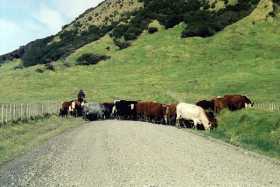 Heavy traffic East Cape style as this Maori farmer steers his herd along the gravel road