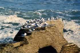 The weird and wonderful pancake rocks at Punakaiki