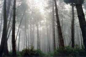 Woodland at Waiotapu